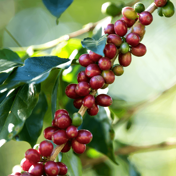 Yirgacheffe Type