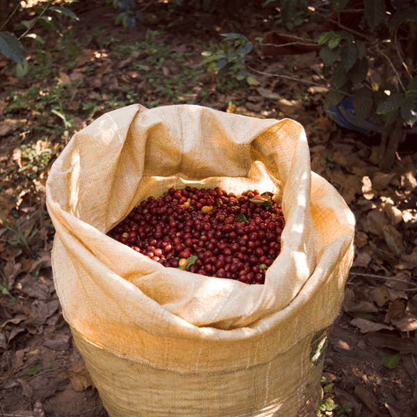 Sidamo Type